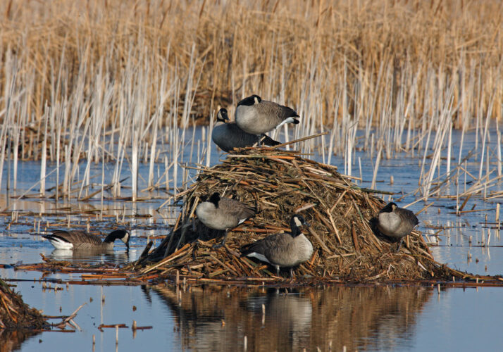 Beginner’s Guide to Canada Goose Hunting - Grit